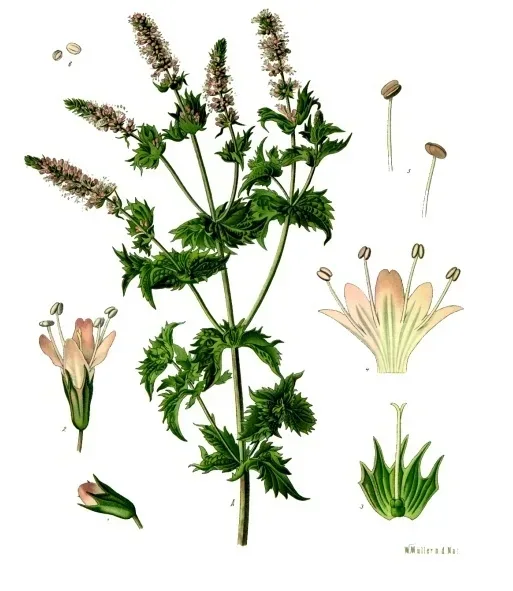 Cultivo y cuidados botánicos de Menta Dulce