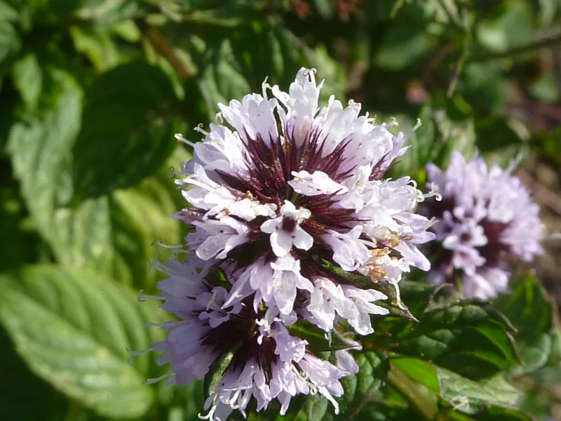Cultivo y cuidados botánicos de Menta Limon