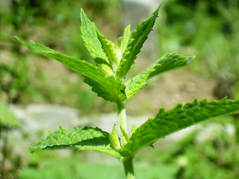 Cultivo y cuidados botánicos de Menta