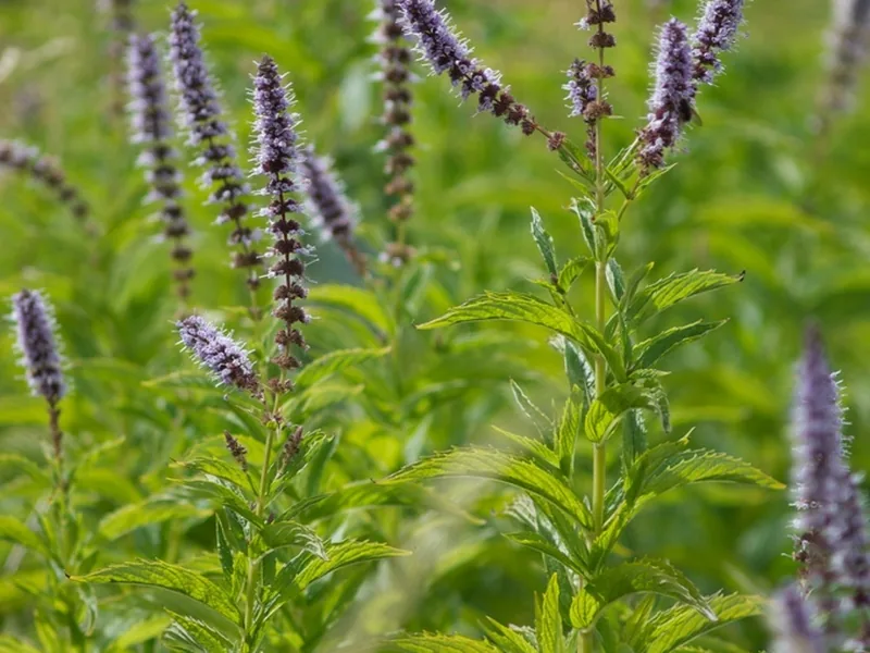 Cultivo y cuidados botánicos de Mentha Spicata