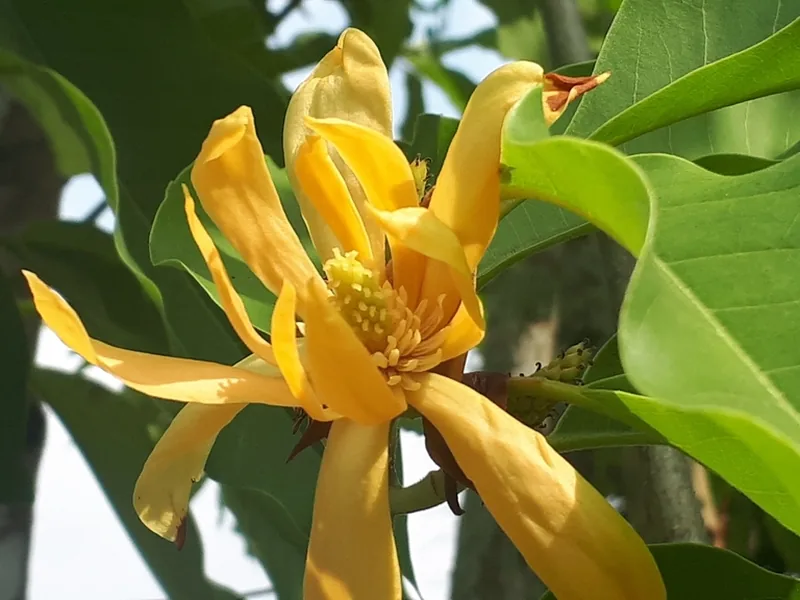 Ficha botánica de Magnolia champaca (Michelia champaca)