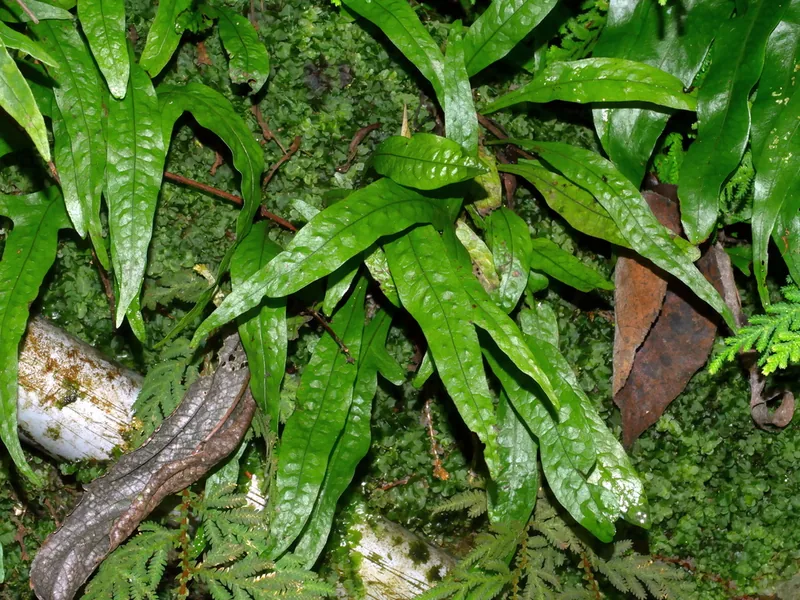 Ficha botánica de Helecho de Java (Microsorum pteropus)