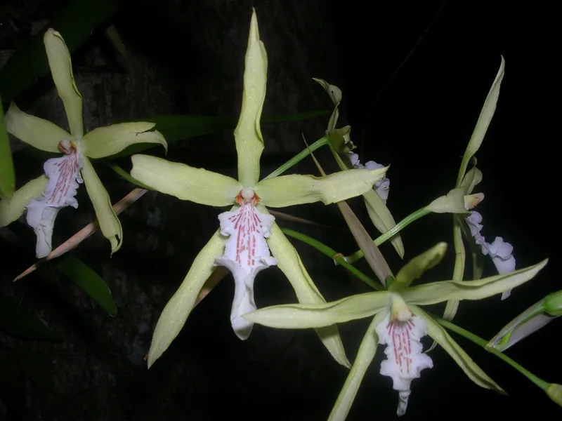 Cultivo y cuidados botánicos de Orquídea Pensamiento