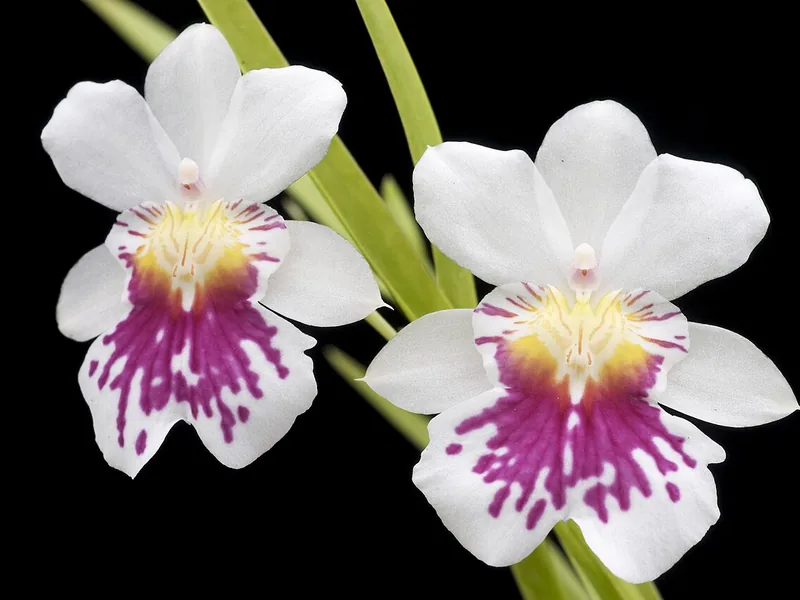 Cultivo y cuidados botánicos de Orquídea pensamiento