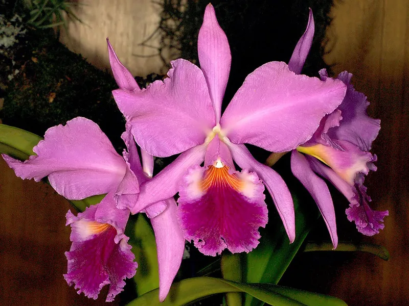 Cultivo y cuidados botánicos de Mini Cattleya