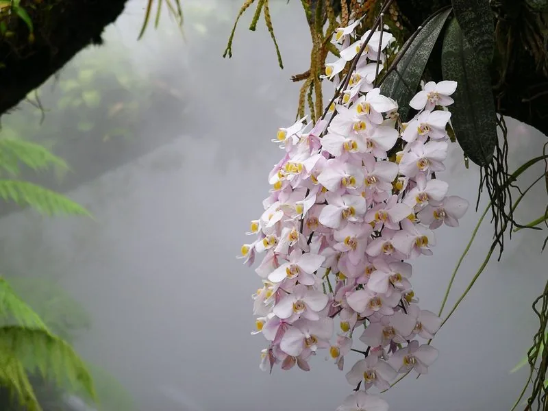Cultivo y cuidados botánicos de Miniature Phalaenopsis