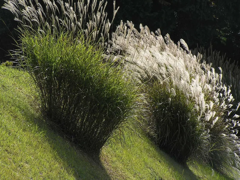 Ficha botánica de Miscanto chino (Miscanthus sinensis)