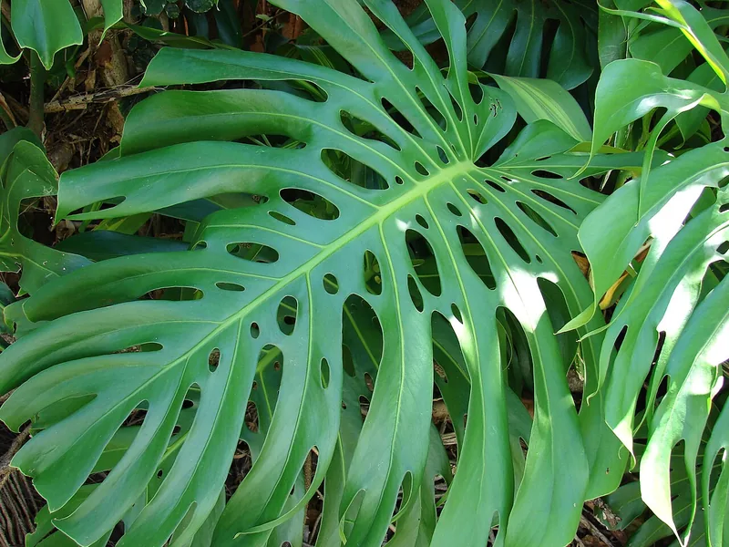 Cultivo y cuidados botánicos de Costilla de Adán o Monstera Laniata