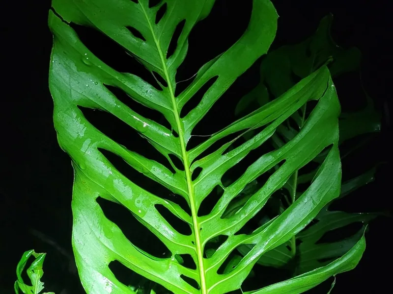 Cultivo y cuidados botánicos de Costilla de Adán pequeña