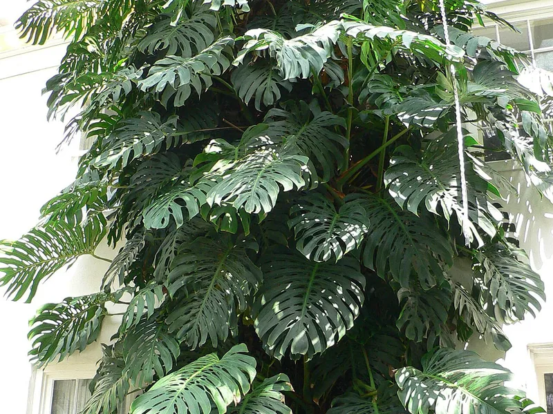 Cultivo y cuidados botánicos de Costilla de Adán Gigante