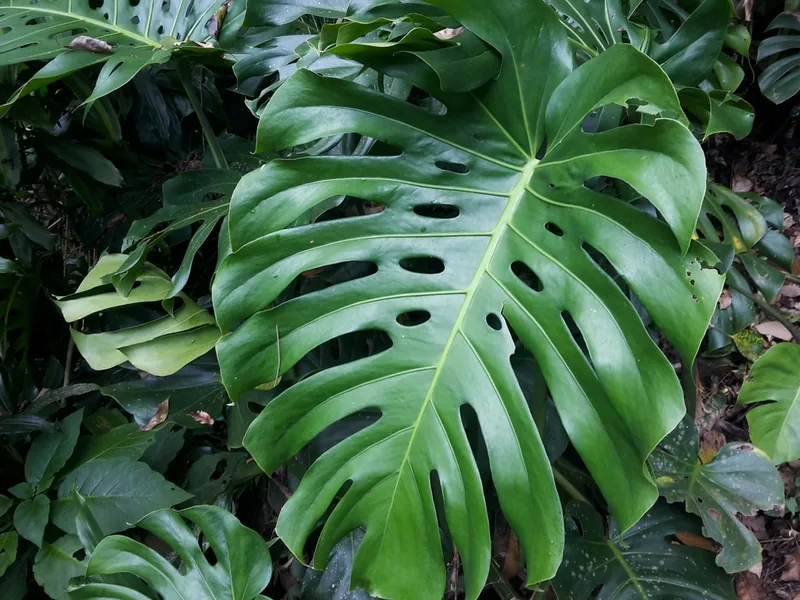 Cultivo y cuidados botánicos de Plantas de Interior: Guía Completa de Cuidados, Riego y Cultivo
