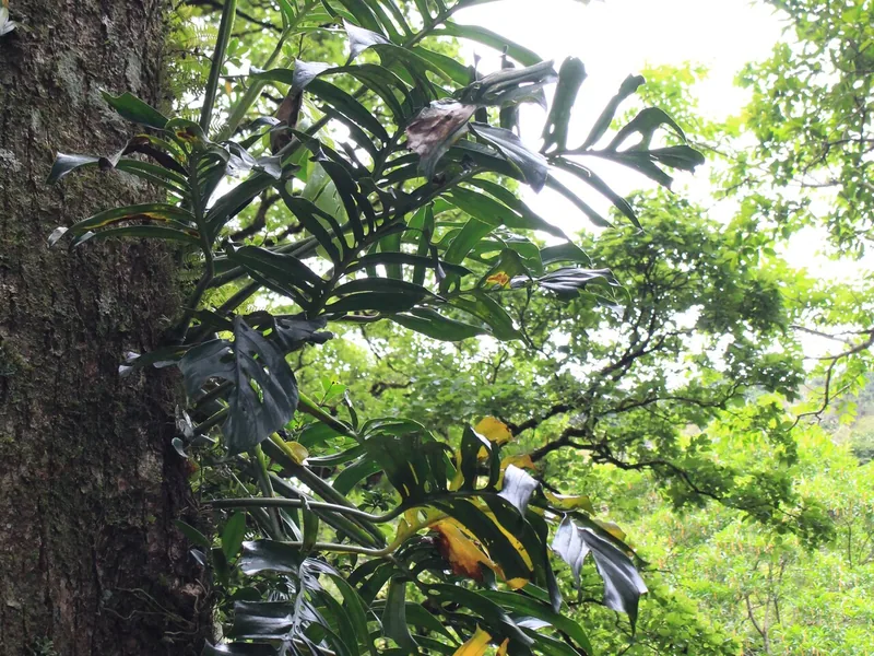 Cultivo y cuidados botánicos de Monstera Esqueleto