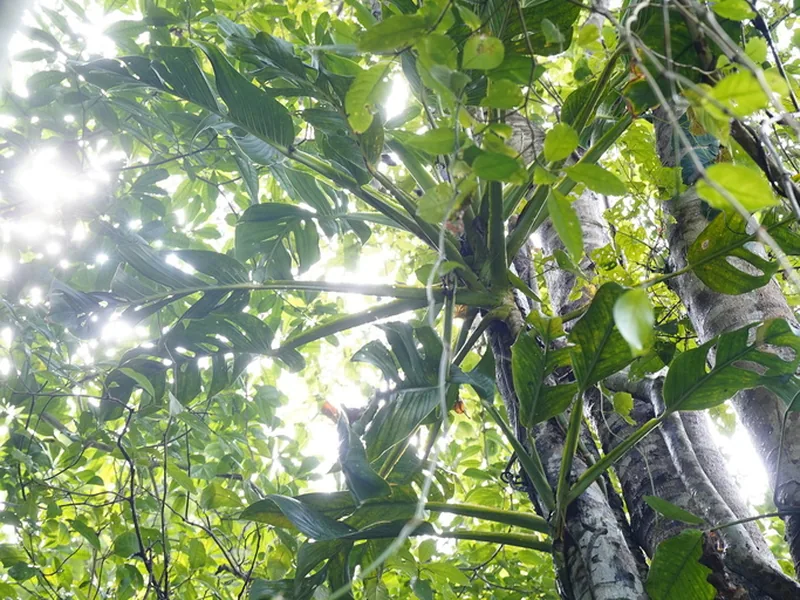 Cultivo y cuidados botánicos de Monstera Standleyana