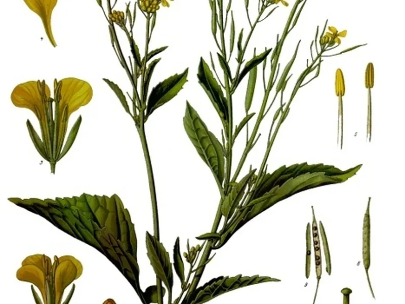 Cultivo y cuidados botánicos de Mostaza verde