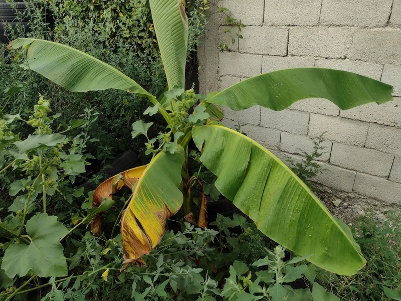 Cultivo y cuidados botánicos de Plátano japonés