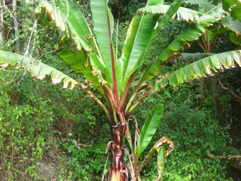 Cultivo y cuidados botánicos de Plátano de Abisinia