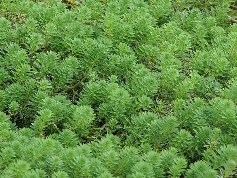 Cultivo y cuidados botánicos de Cola de zorro o milenrama acuática