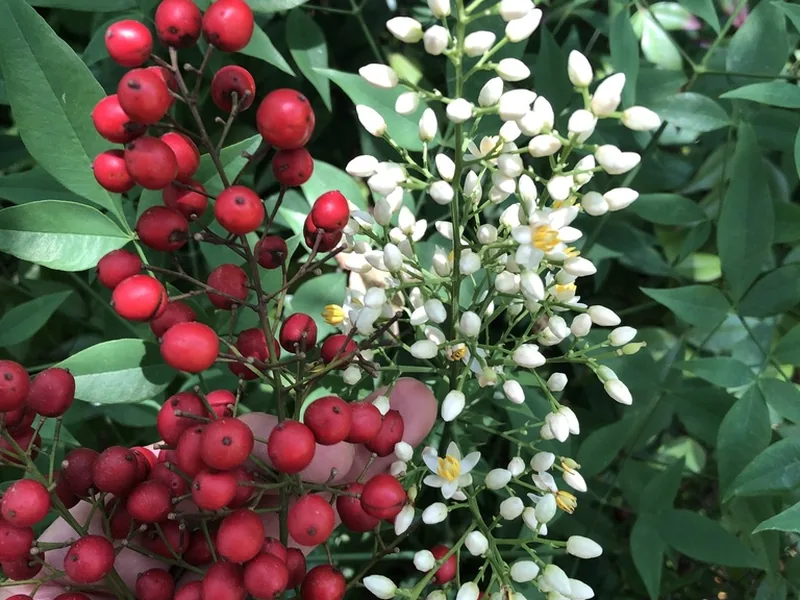 Cultivo y cuidados botánicos de Nandina o Bambú celestial