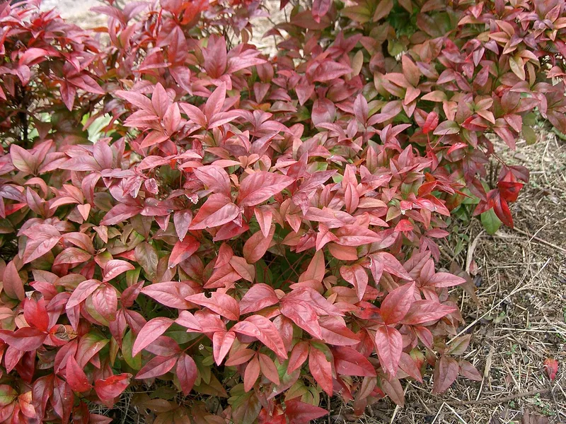 Ficha botánica de Nandina o Bambú sagrado (Nandina domestica)