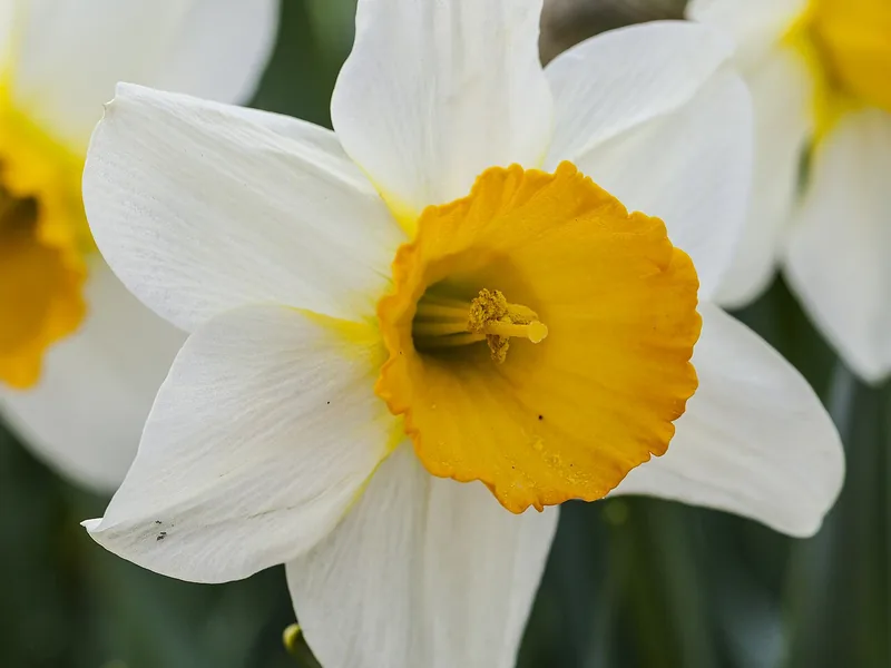 Cultivo y cuidados botánicos de Narciso