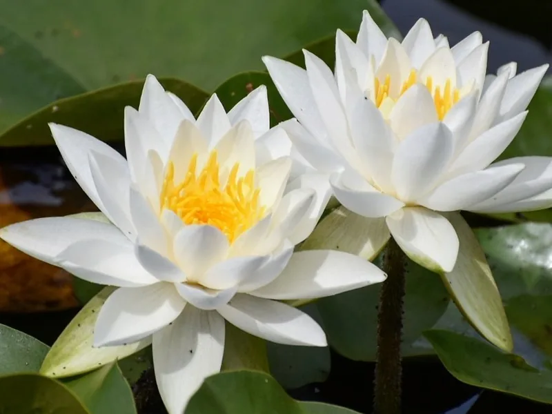 Cultivo y cuidados botánicos de Nenúfar