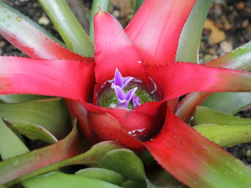 Cultivo y cuidados botánicos de Bromelia Carolinae