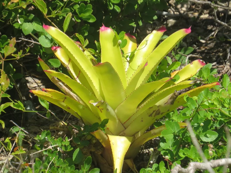 Cultivo y cuidados botánicos de Neoregelia