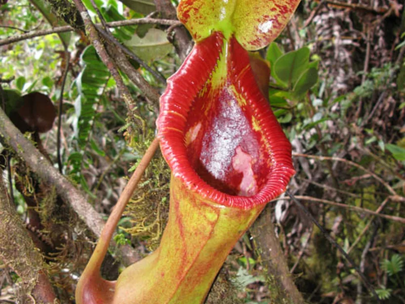 Cultivo y cuidados botánicos de Nepenthes de color púrpura