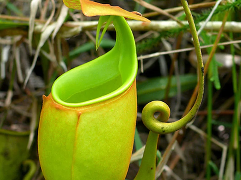Cultivo y cuidados botánicos de Nepenthes colmilluda