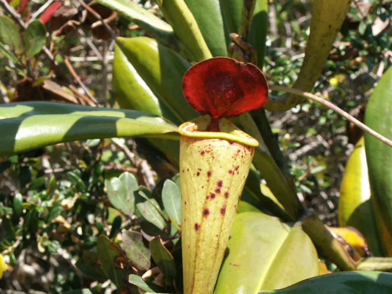 Cultivo y cuidados botánicos de Nepenthes de Madagascar