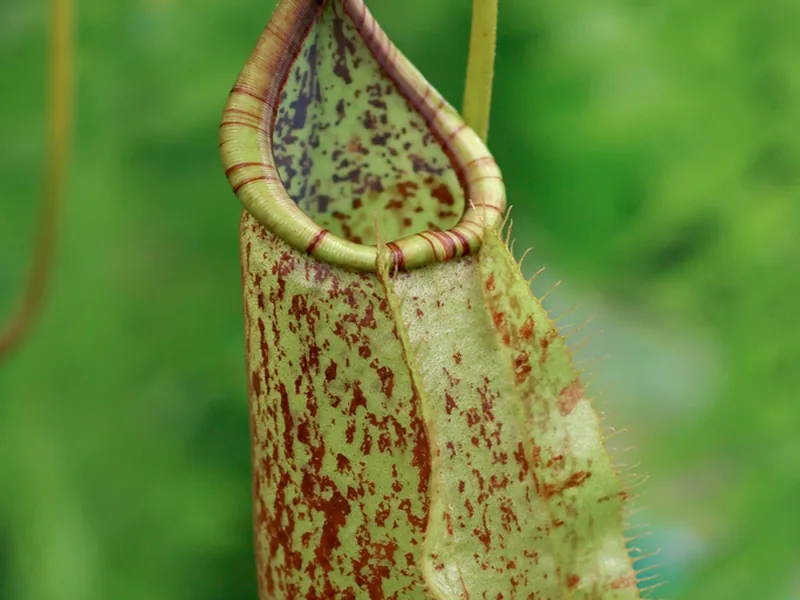 Cultivo y cuidados botánicos de Planta jarra de Raffles
