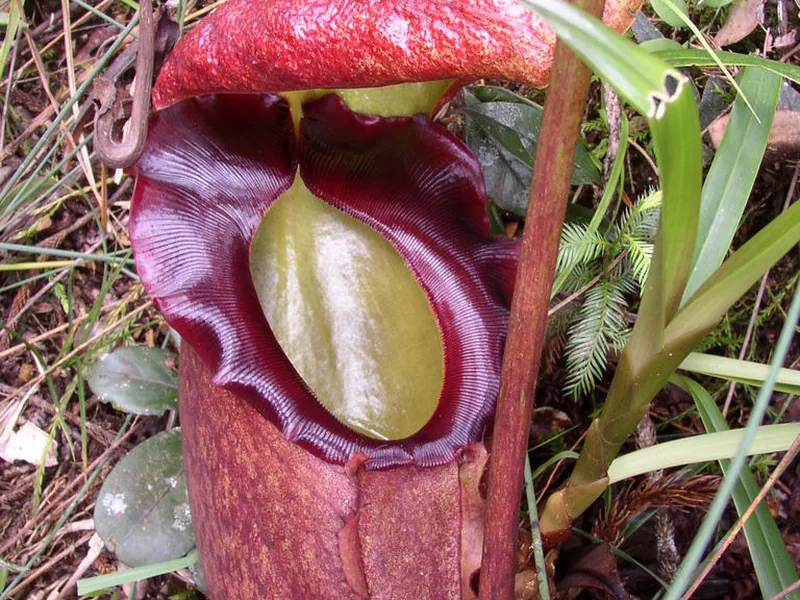 Cultivo y cuidados botánicos de Nepenthes gigante