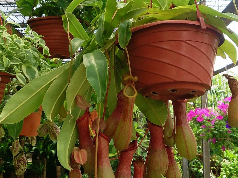 Cultivo y cuidados botánicos de Planta Jarra Ventrata