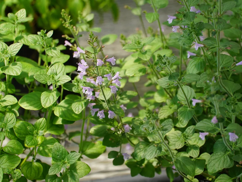 Ficha botánica de Nepetella (Clinopodium nepeta)