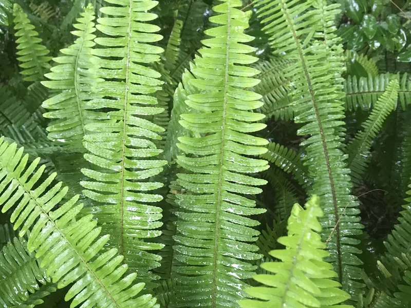 Cultivo y cuidados botánicos de Helecho espada