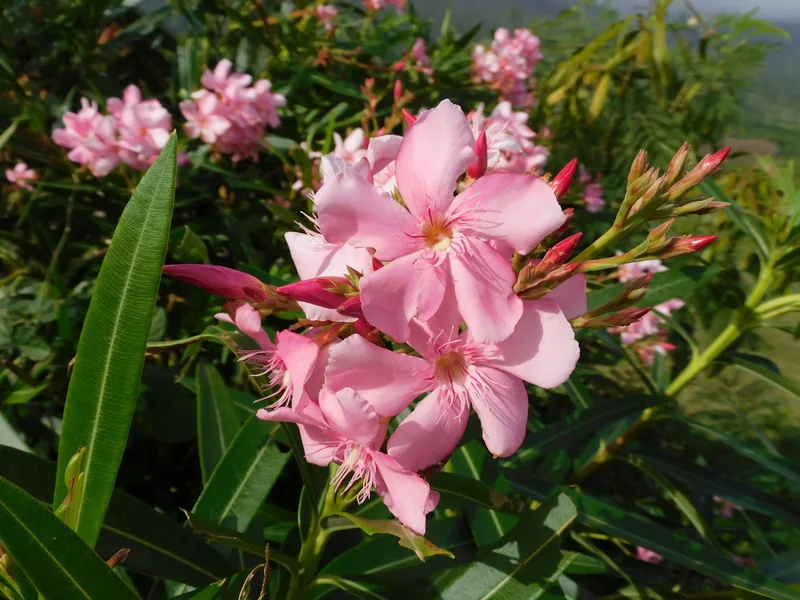 Cultivo y cuidados botánicos de Adelfa o Laurel de flor