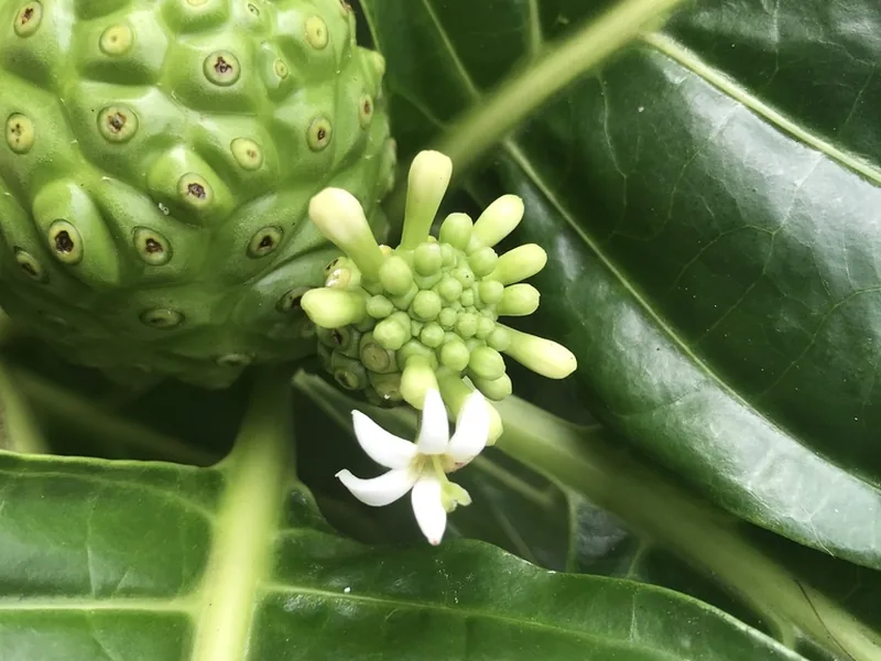 Ficha botánica de Noni (Morinda citrifolia)