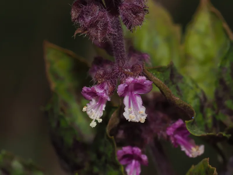 Cultivo y cuidados botánicos de Tulsi o Albahaca Sagrada