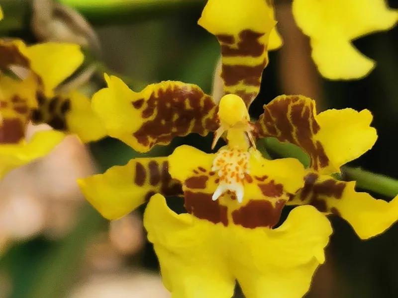 Cultivo y cuidados botánicos de Oncidium
