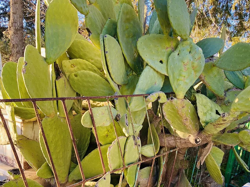 Cultivo y cuidados botánicos de Higo chumbo