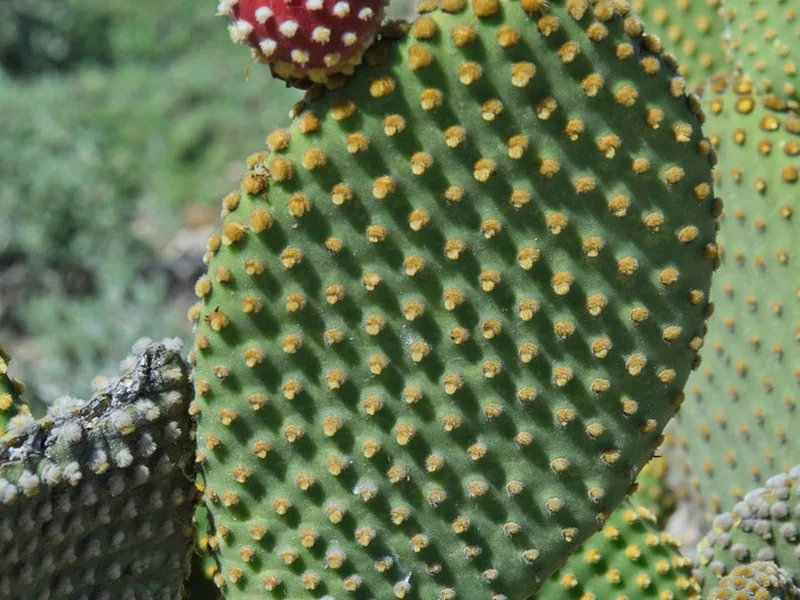 Ficha botánica de Alas de ángel (Opuntia microdasys)