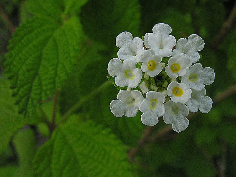 Ficha botánica de Orégano (Lippia graveolens)