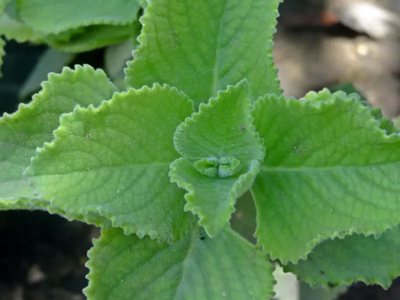 Cultivo y cuidados botánicos de Oregano Gigante