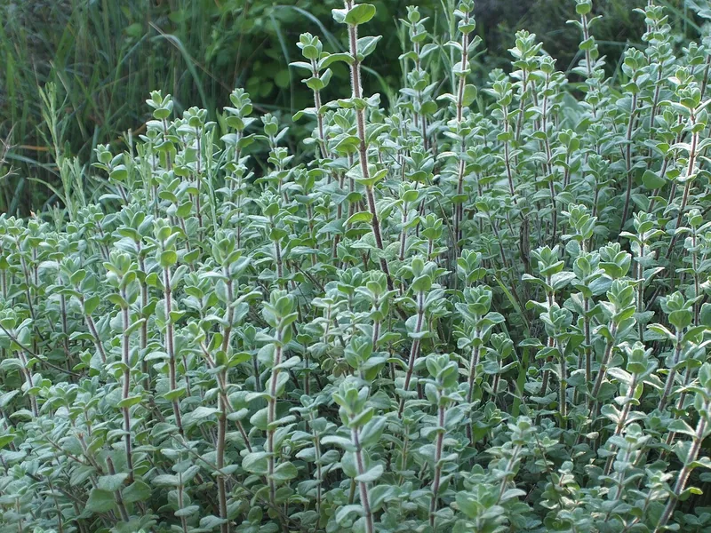 Cultivo y cuidados botánicos de Orégano sirio