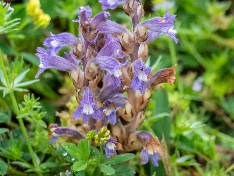 Ficha botánica de Orobanche ramosa (Orobanche ramosa)