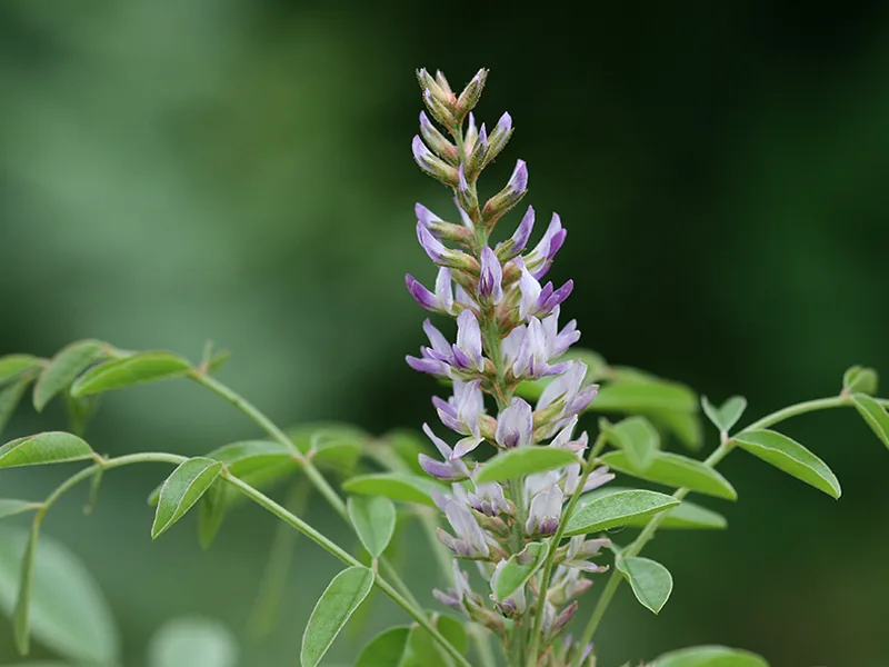 Ficha botánica de Orozuz (Glycyrrhiza glabra)