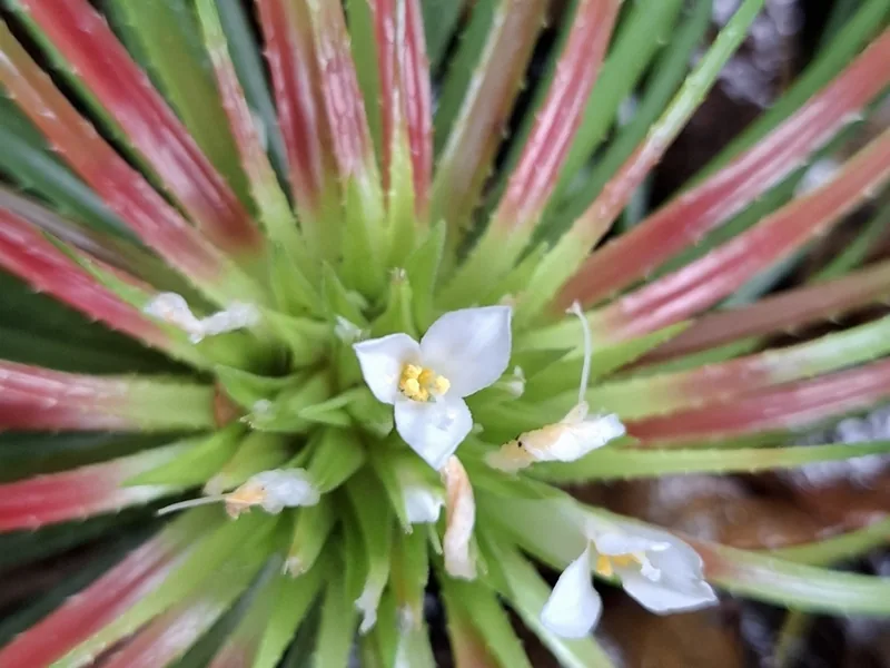 Cultivo y cuidados botánicos de Orthophytum