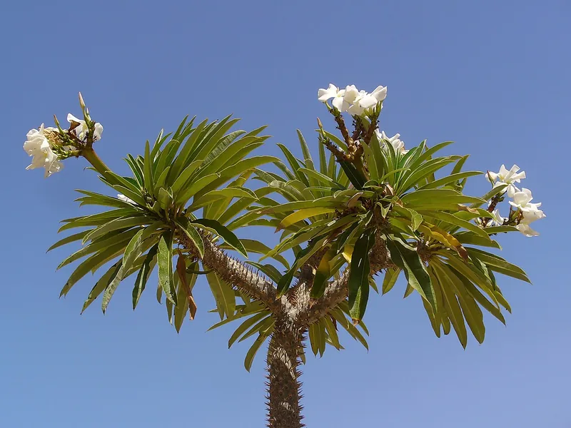 Cultivo y cuidados botánicos de Palma de Madagascar