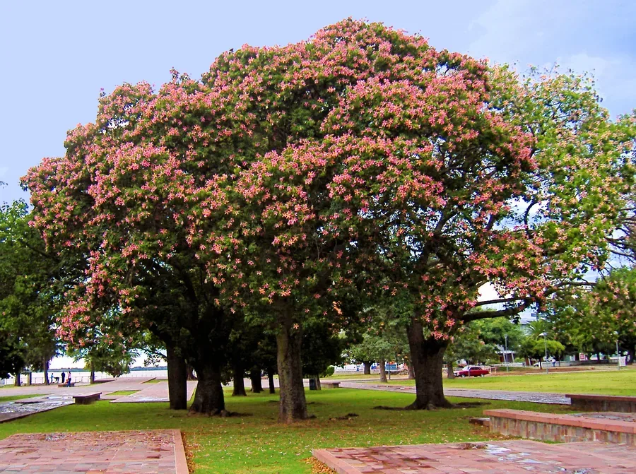 Ficha botánica de Palo borracho (Ceiba speciosa)