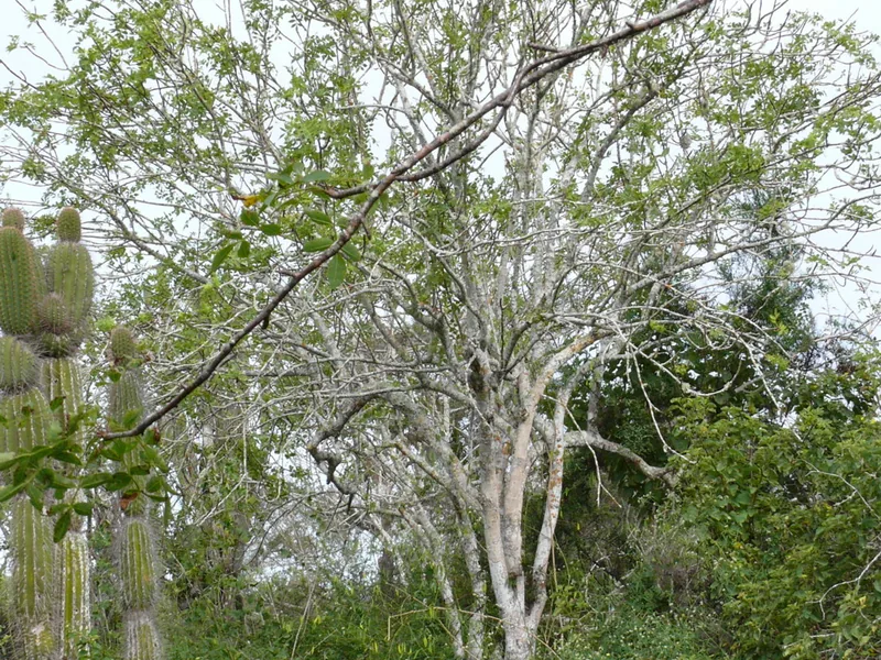 Cultivo y cuidados botánicos de Palo santo